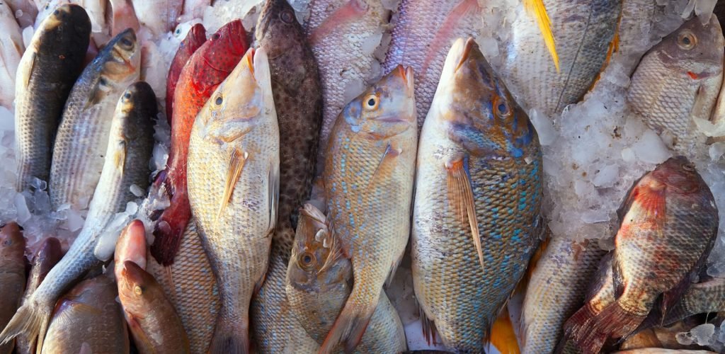 Last thing fish latest